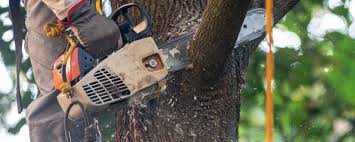 Best Emergency Tree Removal  in Man, WV