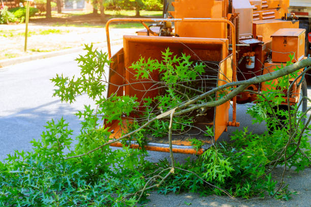 Best Firewood Processing and Delivery  in Man, WV