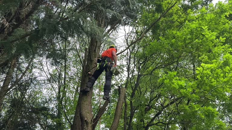 Best Tree Trimming and Pruning  in Man, WV