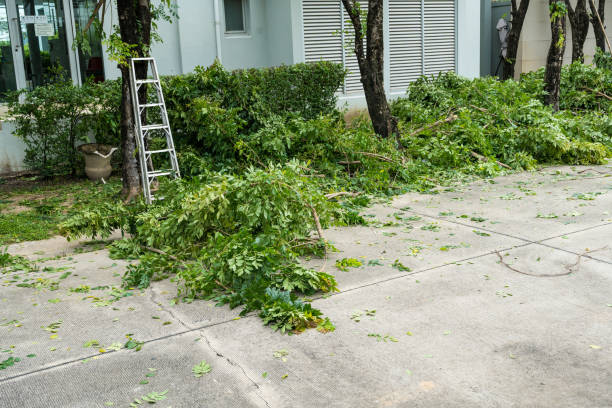 Best Hedge Trimming  in Man, WV