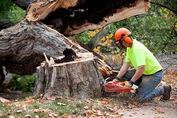 Man, WV Tree Removal Company