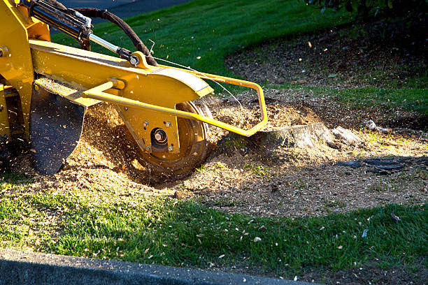 Best Leaf Removal  in Man, WV